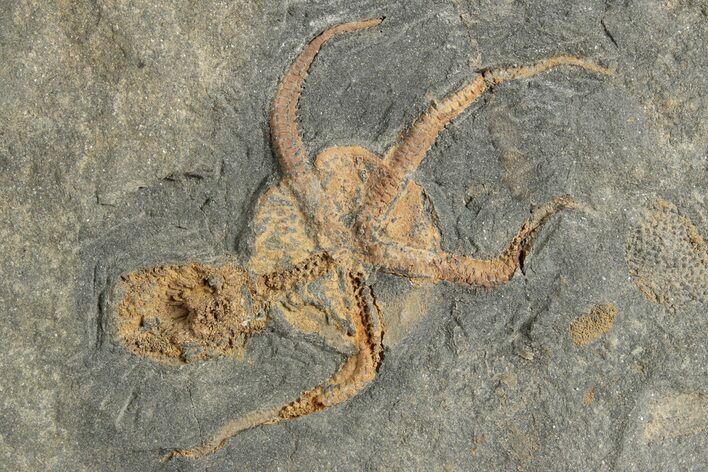 Ordovician Brittle Star (Ophiura) - Morocco #251284